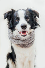 Funny studio portrait of cute smiling puppy dog border collie wearing warm clothes scarf around neck isolated on white background. Winter or autumn portrait of little dog.