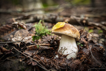 white mushroom grows in a natural environment