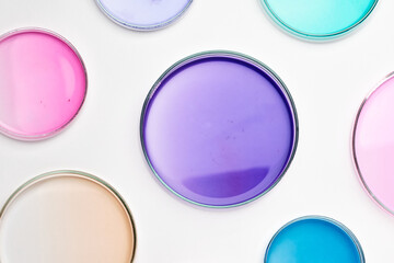 Petri dish with colorful liquid or media for bacterial colonies in biomedical analysis. Grafting bacteria in the petri dishes