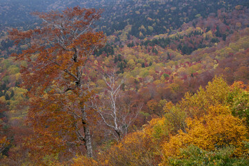 スカイバレーの紅葉