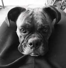 american staffordshire terrier