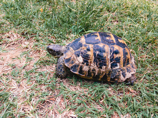 A Caucasian land tortoise (Latin Testudo graeca) crawls through green grass on a sunny fall day.
