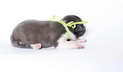 newborn puppy lies sideways with yellow ribbon