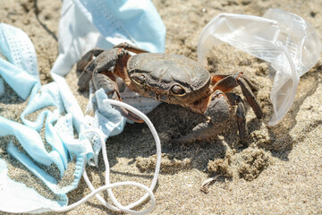 Marine crab on discarded Waste pollution,COVID-19 disease.contaminated sea habitat,coronavirus tools