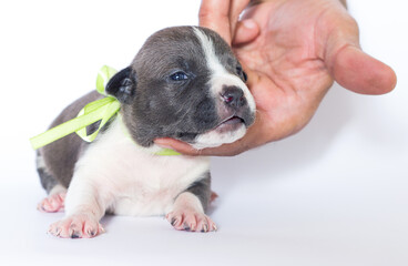 newborn puppy lies sideways with yellow ribbon