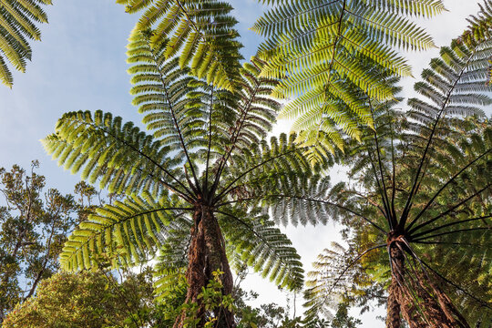 Giant Tree Ferns in New Zealand