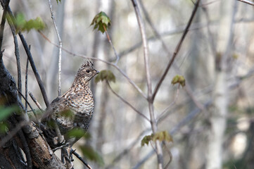 Partridge Stock Photos. close-up profile perched on a tree branch in the forest in the autumn...