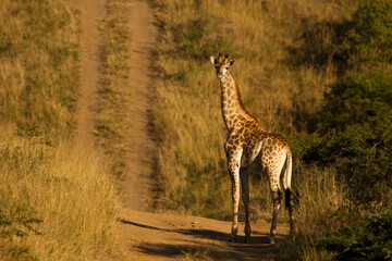 Giraffe on a gravel road