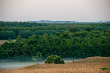 Trees and bushes in the mists (Danish landscape scenery)