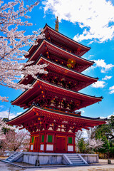 Fototapeta premium 五重塔