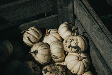 white pumpkins in a crate