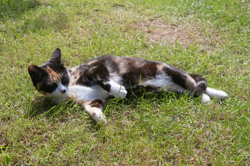 Lying down tortoiseshell cat in a garden