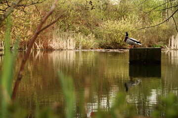 Ente im Teich 