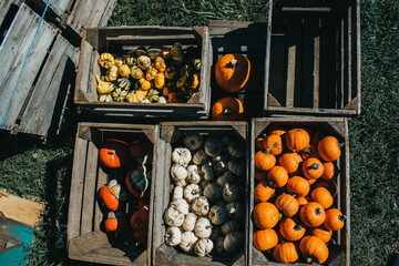 pumpkins and gourds in a crate