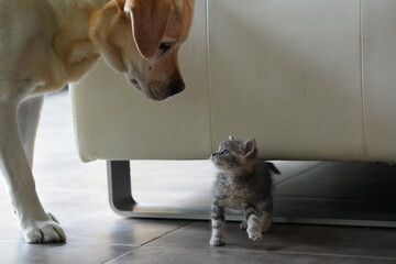 Chien et chat qui se regardent comme des amis