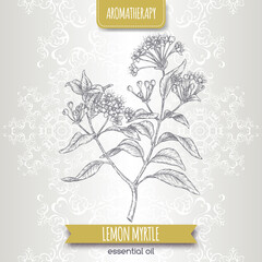 Lemon myrtle aka Backhousia citriodora sketch on elegant lace background. - 381954987