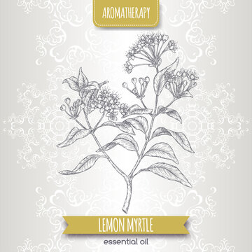 Lemon myrtle aka Backhousia citriodora sketch on elegant lace background.