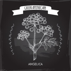 Angelica archangelica aka garden angelica sketch on black background. Green apothecary series. - 381955117