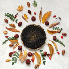 sunflower seeds head, chestnuts, leaves, acorns. Autumn gifts concept.