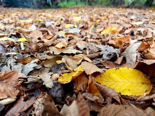 fallen autumn leaves