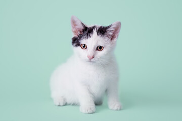 Fototapeta premium Small Black and White Kitten on Green Background