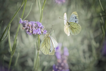 Cabbage White Butterflies on Flowers