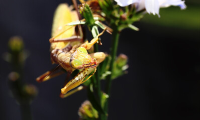 Mantis on a chicory flower, against a blurred dark green background, front view