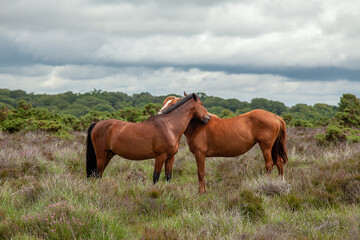 Obraz premium Wild Horses Hugging