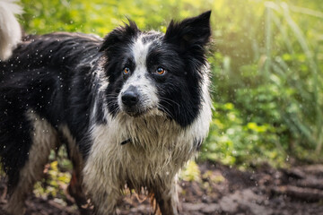 Border Collie Wet Shaking Water droplets