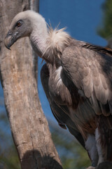 Attica zoological park. Western eurasian griffon vulture.