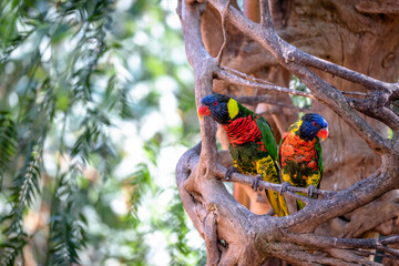 Rainbow Lorikeet, Trichoglossus haematodus is a species of Australasian parrot. The portait of a...