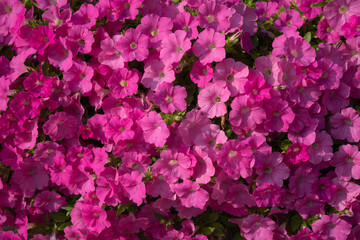 Beautiful Petunia flowers at the park in the summer