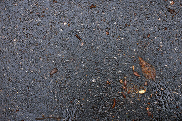 autumn yellow and red leaves on the asphalt wet from rain