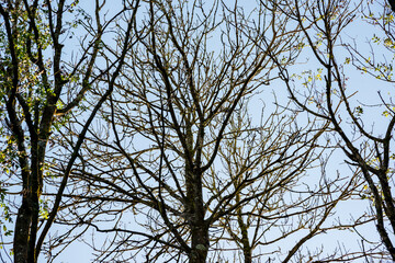 Soft backlit view as afternoon sun shines through branches and trunks