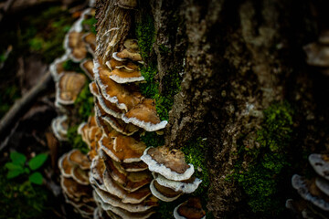 mushroom