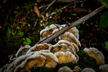 mushroom