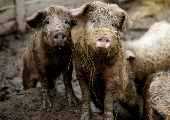 pig with fur in the mud. farm