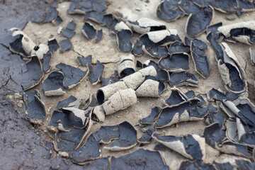 cracked dry grey clay