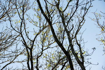 Soft backlit view as afternoon sun shines through branches and trunks