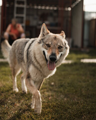 Portrait of smiling czechoslovakian wolfdog in garden. Happy dog smiling on his owner.