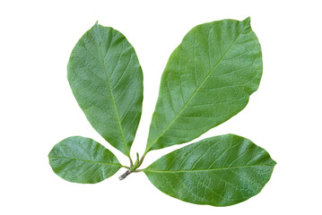 Magnolia green leaf