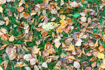 fallen yellow leaves on the green grass. the view from the top.