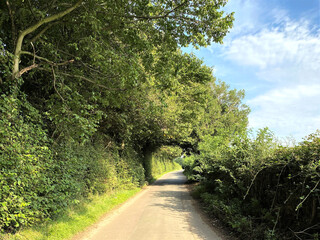 View along, Rawden Hill, with hedgerows, wild plants, and old trees, late evening in, Arthington, Leeds, UK