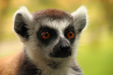 Lemuren Portrait 