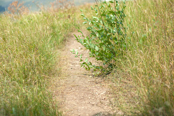 Grassy dirt road