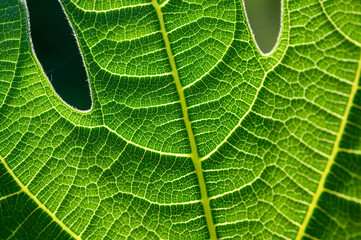 green leaf texture macro close up of a fig leaf