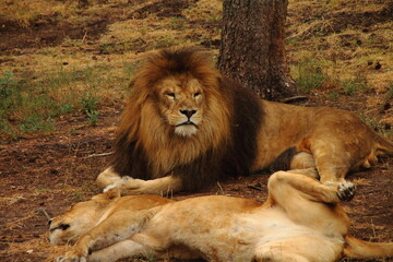 Plakat entspanntes Löwenpärchen