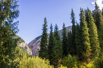 Beautiful Summer landscape with Picea schrenkiana forest, mountains and the cloudy blue sky