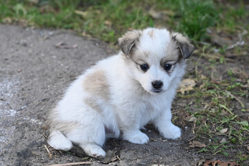 white fluffy puppy with spots puppy walks outside in the grass
