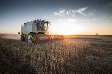 Harvesting of soybean